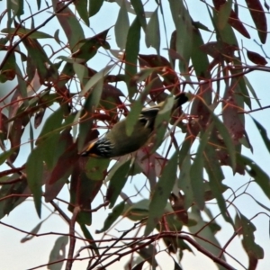 Pardalotus striatus at Tennent, ACT - 18 Oct 2018