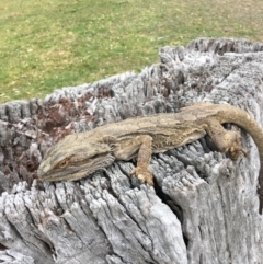 Pogona barbata (Eastern Bearded Dragon) at Hughes Grassy Woodland - 19 Oct 2018 by KL