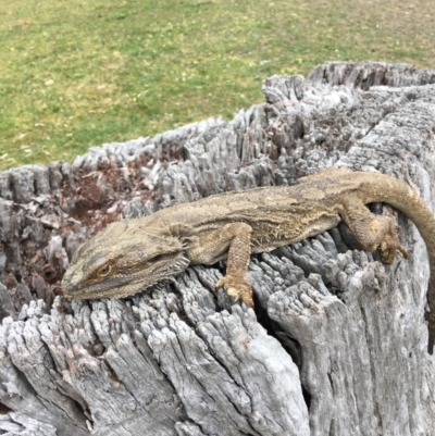 Pogona barbata (Eastern Bearded Dragon) at Hughes Grassy Woodland - 19 Oct 2018 by KL