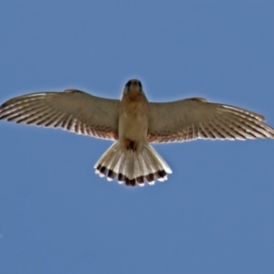 Falco cenchroides at Gordon, ACT - 18 Oct 2018