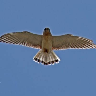 Falco cenchroides (Nankeen Kestrel) at Gordon, ACT - 18 Oct 2018 by RodDeb