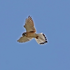 Falco cenchroides at Gordon, ACT - 18 Oct 2018 11:00 AM