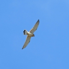 Falco cenchroides at Gordon, ACT - 18 Oct 2018