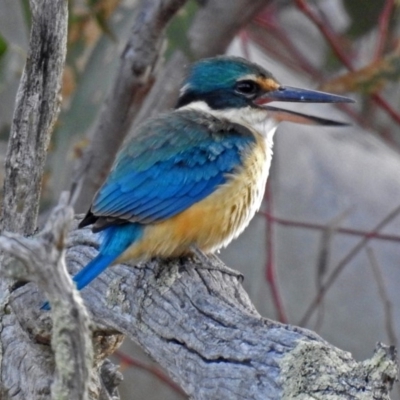 Todiramphus sanctus (Sacred Kingfisher) at Paddys River, ACT - 18 Oct 2018 by RodDeb