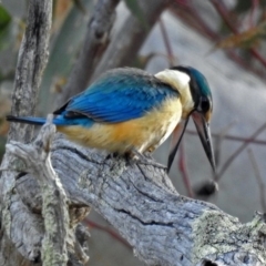 Todiramphus sanctus at Paddys River, ACT - 18 Oct 2018