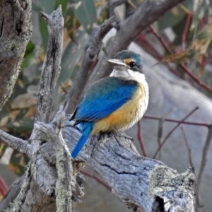 Todiramphus sanctus at Paddys River, ACT - 18 Oct 2018 05:25 PM