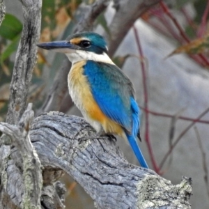 Todiramphus sanctus at Paddys River, ACT - 18 Oct 2018