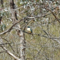 Todiramphus sanctus at Paddys River, ACT - 18 Oct 2018