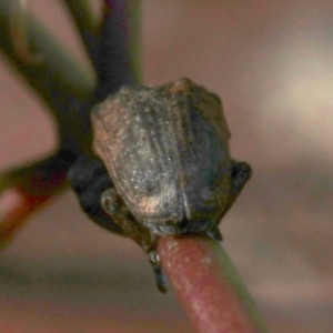 Gonipterus sp. (genus) at Ainslie, ACT - 19 Oct 2018 08:25 AM