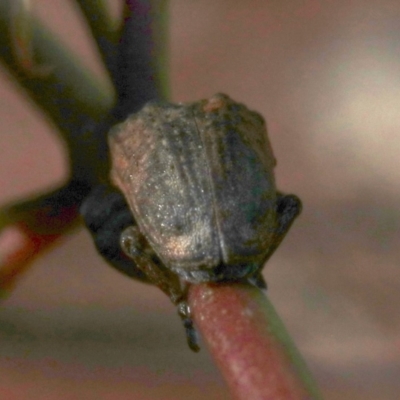 Gonipterus sp. (genus) (Eucalyptus Weevil) at Ainslie, ACT - 19 Oct 2018 by jb2602