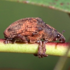 Gonipterus sp. (genus) at Ainslie, ACT - 19 Oct 2018