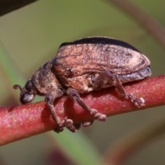 Gonipterus sp. (genus) at Ainslie, ACT - 19 Oct 2018 08:25 AM