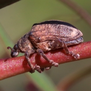 Gonipterus sp. (genus) at Ainslie, ACT - 19 Oct 2018 08:25 AM