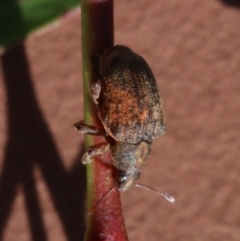 Gonipterus sp. (genus) at Ainslie, ACT - 19 Oct 2018 08:25 AM