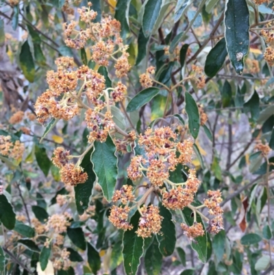 Pomaderris intermedia (Golden Pomaderris) at Black Mountain - 20 Oct 2018 by simonstratford