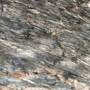 Camponotus aeneopilosus at Hackett, ACT - 20 Oct 2018