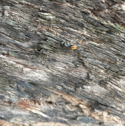 Camponotus aeneopilosus (A Golden-tailed sugar ant) at Hackett, ACT - 20 Oct 2018 by simonstratford