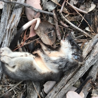 Pseudocheirus peregrinus (Common Ringtail Possum) at Hackett, ACT - 20 Oct 2018 by simonstratford