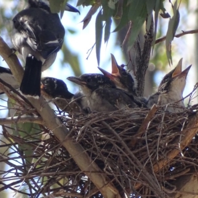 Cracticus torquatus (Grey Butcherbird) at Red Hill to Yarralumla Creek - 6 Oct 2018 by roymcd