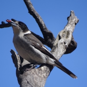 Cracticus torquatus at Hughes, ACT - 6 Oct 2018 11:12 AM