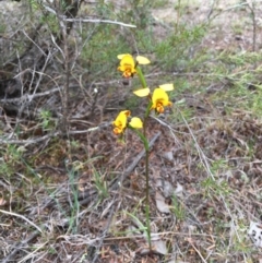 Diuris nigromontana (Black Mountain Leopard Orchid) at Hackett, ACT - 20 Oct 2018 by simonstratford