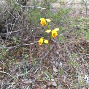 Diuris nigromontana at Hackett, ACT - suppressed