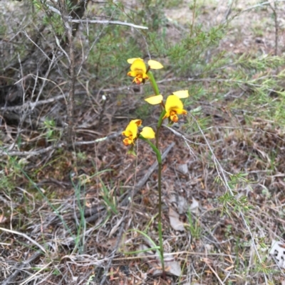 Diuris nigromontana (Black Mountain Leopard Orchid) at Hackett, ACT - 20 Oct 2018 by simonstratford