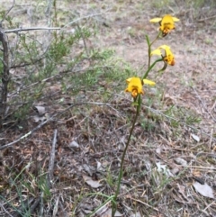 Diuris nigromontana at Hackett, ACT - suppressed