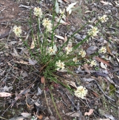 Stackhousia monogyna (Creamy Candles) at Hackett, ACT - 20 Oct 2018 by simonstratford