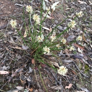 Stackhousia monogyna at Hackett, ACT - 20 Oct 2018 01:29 PM