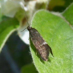 Leistomorpha brontoscopa at Flynn, ACT - 19 Oct 2018 10:34 AM