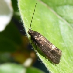 Leistomorpha brontoscopa at Flynn, ACT - 19 Oct 2018 10:34 AM