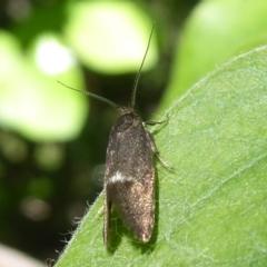 Leistomorpha brontoscopa at Flynn, ACT - 19 Oct 2018