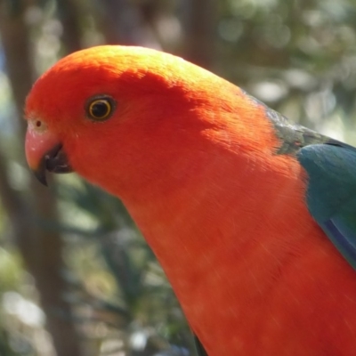 Alisterus scapularis (Australian King-Parrot) at Flynn, ACT - 19 Oct 2018 by Christine