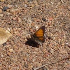 Lucia limbaria (Chequered Copper) at Hughes, ACT - 6 Oct 2018 by roymcd