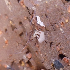 Philoponella congregabilis at Flynn, ACT - 19 Oct 2018 10:29 AM