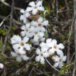 Leucopogon virgatus at Canberra, ACT - 20 Oct 2018 12:00 AM