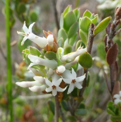 Brachyloma daphnoides (Daphne Heath) at Black Mountain - 19 Oct 2018 by RWPurdie