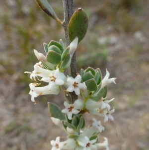 Brachyloma daphnoides at Hackett, ACT - 20 Oct 2018