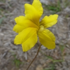 Goodenia pinnatifida (Scrambled Eggs) at Black Mountain - 19 Oct 2018 by RWPurdie