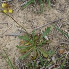 Goodenia pinnatifida at Hackett, ACT - 20 Oct 2018