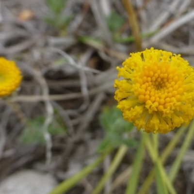 Leptorhynchos squamatus subsp. squamatus (Scaly Buttons) at Hackett, ACT - 20 Oct 2018 by RWPurdie