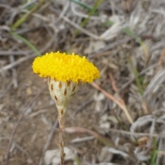 Leptorhynchos squamatus subsp. squamatus at Hackett, ACT - 20 Oct 2018