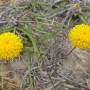 Leptorhynchos squamatus subsp. squamatus at Hackett, ACT - 20 Oct 2018