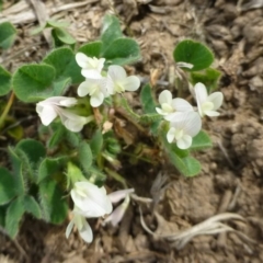 Trifolium subterraneum (Subterranean Clover) at Molonglo Valley, ACT - 20 Oct 2018 by RWPurdie