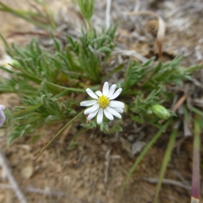 Vittadinia muelleri (Narrow-leafed New Holland Daisy) at Hackett, ACT - 20 Oct 2018 by RWPurdie