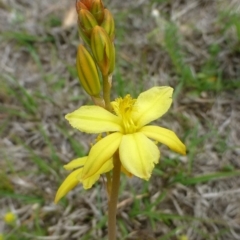 Bulbine bulbosa (Golden Lily, Bulbine Lily) at Hackett, ACT - 20 Oct 2018 by RWPurdie