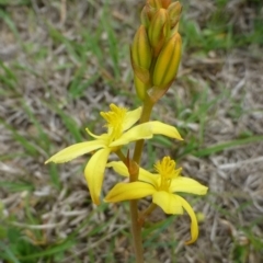 Bulbine bulbosa at Hackett, ACT - 20 Oct 2018 12:00 AM