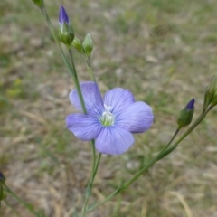 Linum marginale (Native Flax) at Hackett, ACT - 20 Oct 2018 by RWPurdie