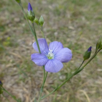 Linum marginale (Native Flax) at Black Mountain - 19 Oct 2018 by RWPurdie